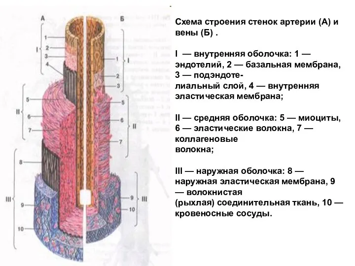 Схема строения стенок артерии (А) и вены (Б) . I — внутренняя