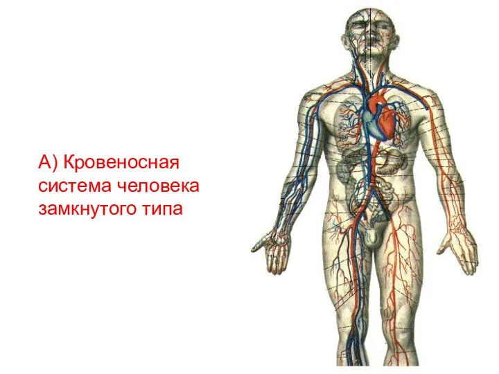 А) Кровеносная система человека замкнутого типа