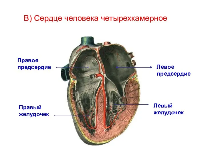 В) Сердце человека четырехкамерное Левое предсердие Левый желудочек Правое предсердие Правый желудочек