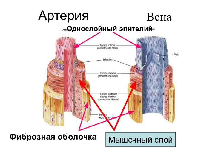 Артерия Вена Мышечный слой Фиброзная оболочка Однослойный эпителий
