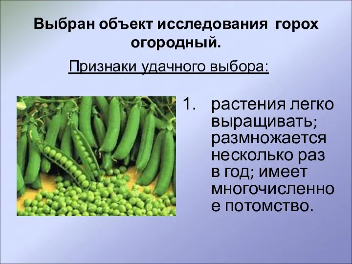 Выбран объект исследования горох огородный. растения легко выращивать; размножается несколько раз в