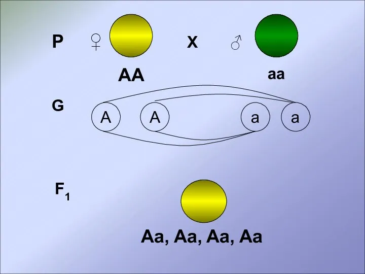 Р ♀ Х ♂ АА аа G a A A a F1 Aa, Aa, Aa, Aa