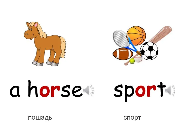 a horse sport