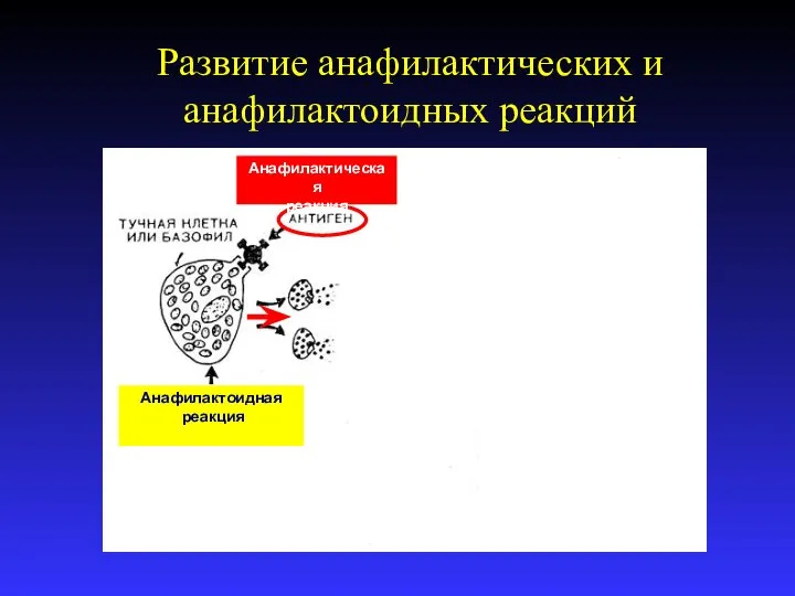 Развитие анафилактических и анафилактоидных реакций Анафилактическая реакция Анафилактоидная реакция