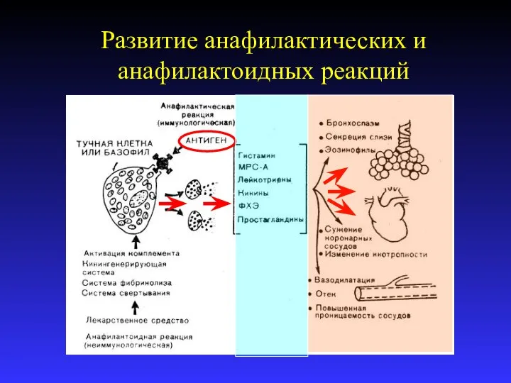 Развитие анафилактических и анафилактоидных реакций