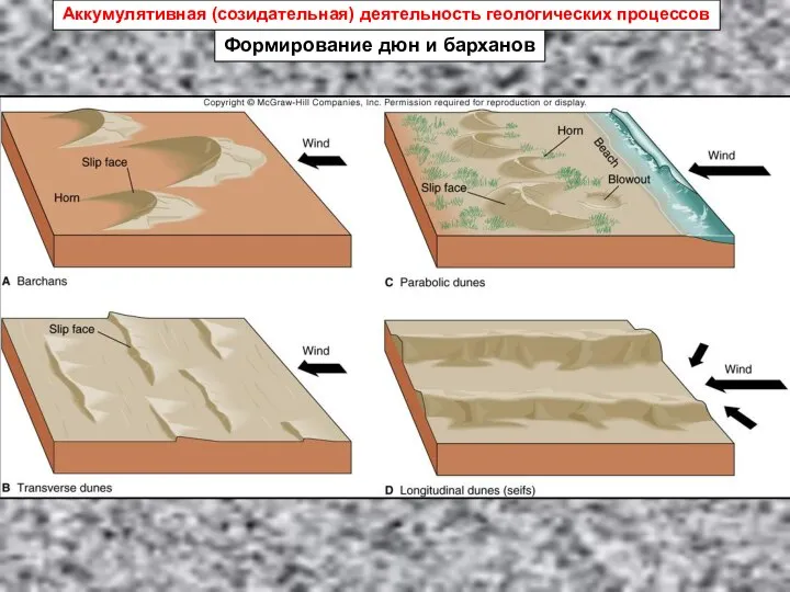 Формирование дюн и барханов Аккумулятивная (созидательная) деятельность геологических процессов