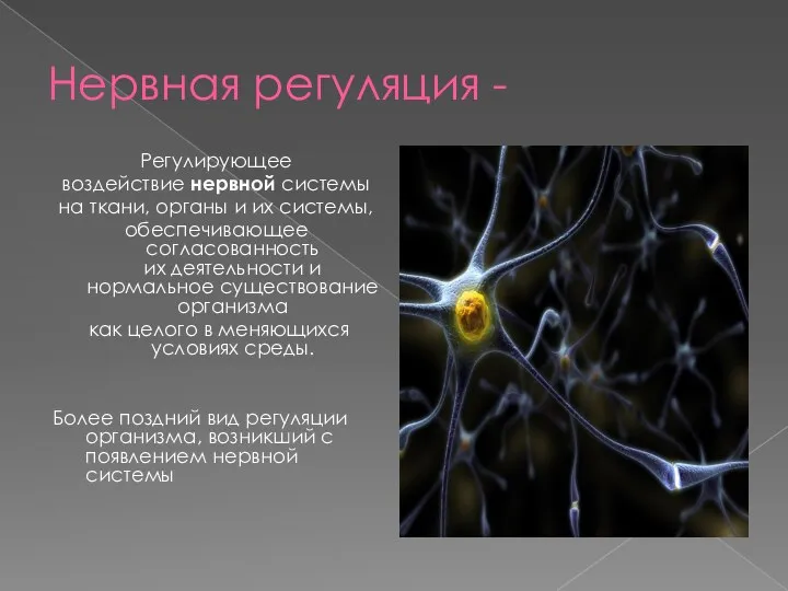 Нервная регуляция - Регулирующее воздействие нервной системы на ткани, органы и их
