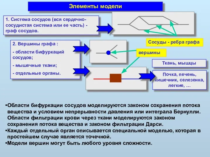 Сосуды - ребра графа Элементы модели 1. Система сосудов (вся сердечно-сосудистая система