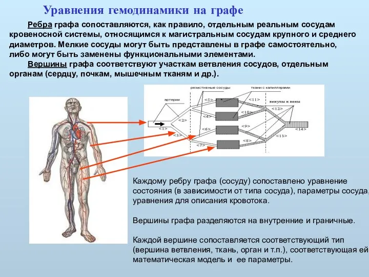 Ребра графа сопоставляются, как правило, отдельным реальным сосудам кровеносной системы, относящимся к