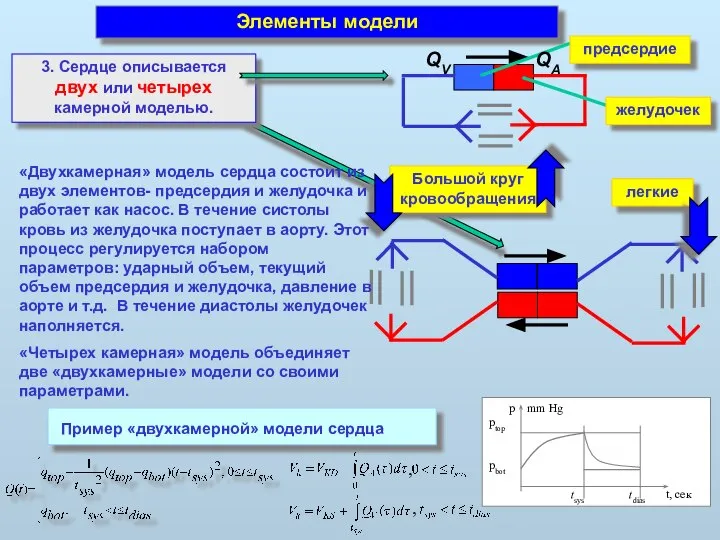 Элементы модели 3. Сердце описывается двух или четырех камерной моделью. легкие Большой