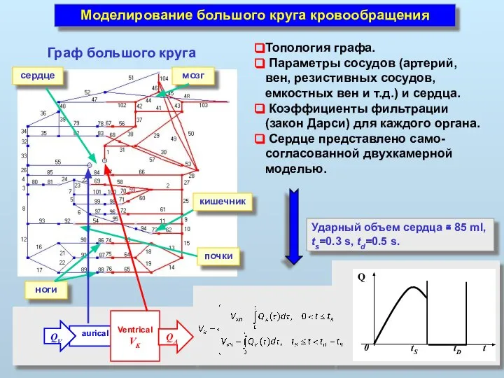 Моделирование большого круга кровообращения сердце почки мозг ноги кишечник Граф большого круга