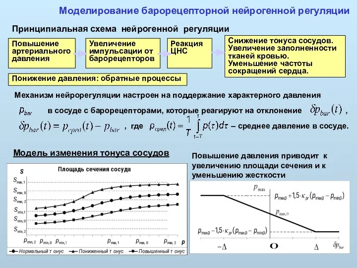 Повышение артериального давления Увеличение импульсации от барорецепторов Реакция ЦНС Снижение тонуса сосудов.