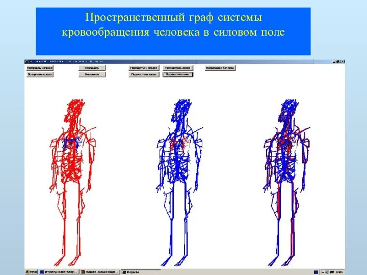 Пространственный граф системы кровообращения человека в силовом поле