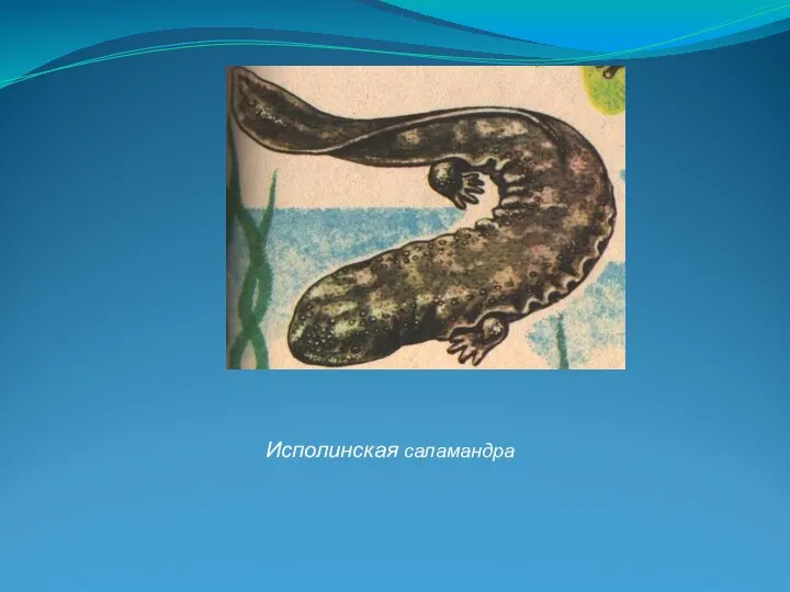 Исполинская саламандра