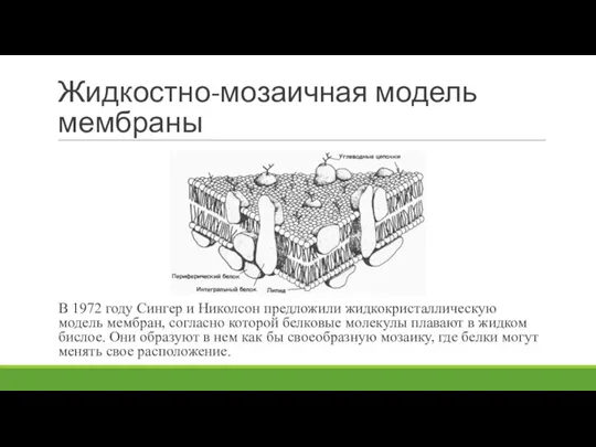 Жидкостно-мозаичная модель мембраны В 1972 году Сингер и Николсон предложили жидкокристаллическую модель