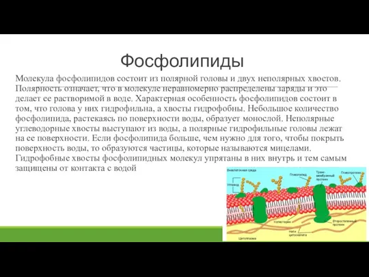 Фосфолипиды Молекула фосфолипидов состоит из полярной головы и двух неполярных хвостов. Полярность