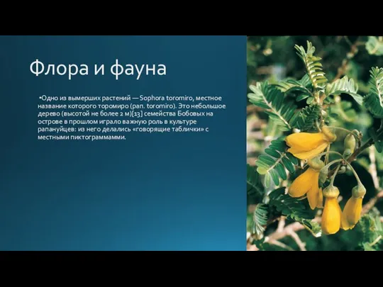 Флора и фауна Одно из вымерших растений — Sophora toromiro, местное название