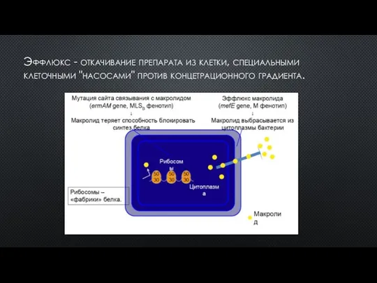 Эффлюкс - откачивание препарата из клетки, специальными клеточными "насосами" против концетрационного градиента.