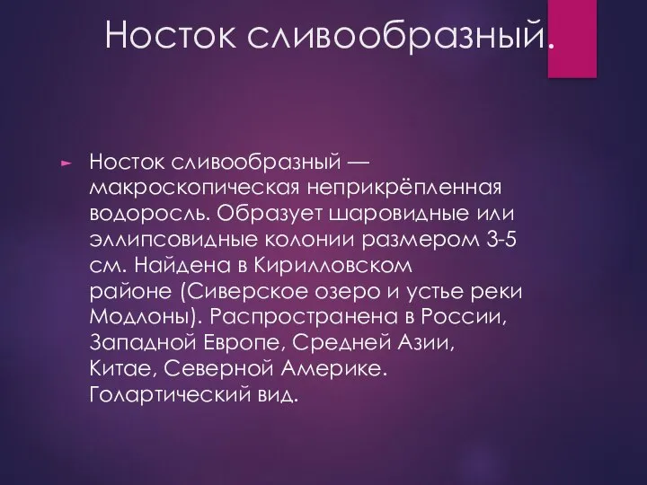 Носток сливообразный. Носток сливообразный — макроскопическая неприкрёпленная водоросль. Образует шаровидные или эллипсовидные