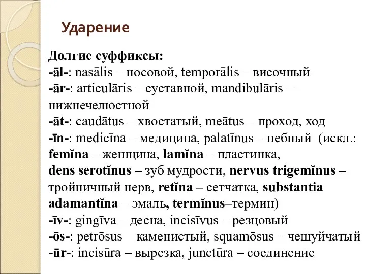 Ударение Долгие суффиксы: -āl-: nasālis – носовой, temporālis – височный -ār-: articulāris