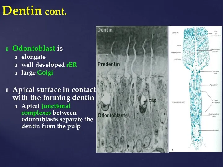 Dentin cont. Odontoblast is elongate well developed rER large Golgi Apical surface