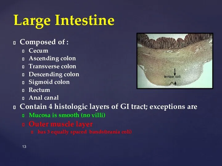 Composed of : Cecum Ascending colon Transverse colon Descending colon Sigmoid colon