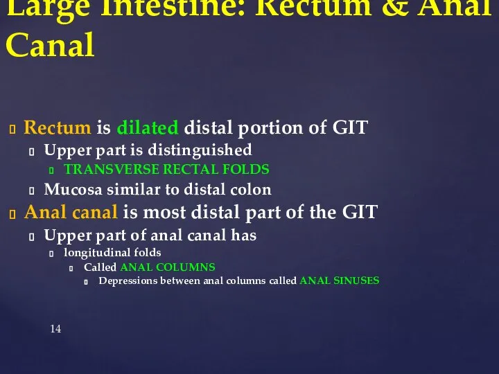 Rectum is dilated distal portion of GIT Upper part is distinguished TRANSVERSE