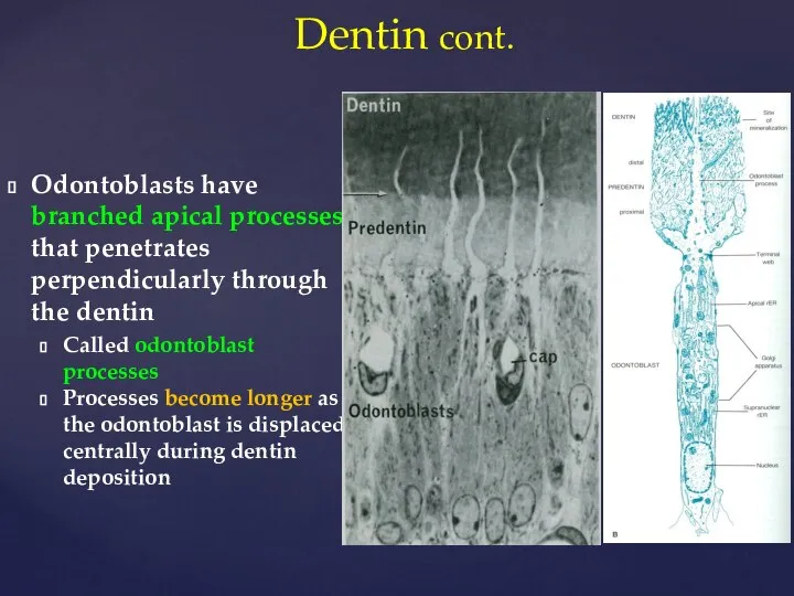 Odontoblasts have branched apical processes that penetrates perpendicularly through the dentin Called