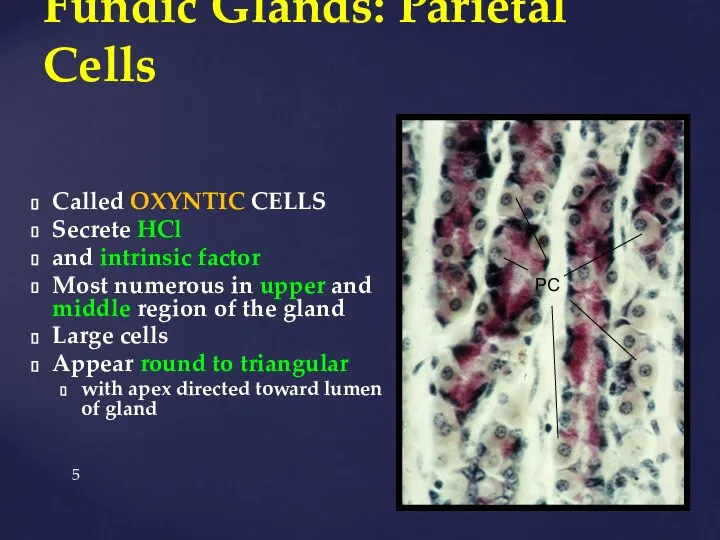 Fundic Glands: Parietal Cells Called OXYNTIC CELLS Secrete HCl and intrinsic factor