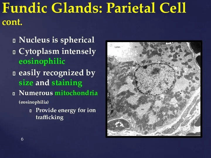 Fundic Glands: Parietal Cell cont. Nucleus is spherical Cytoplasm intensely eosinophilic easily