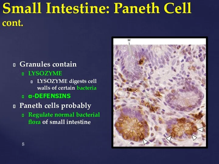 Small Intestine: Paneth Cell cont. Granules contain LYSOZYME LYSOZYME digests cell walls