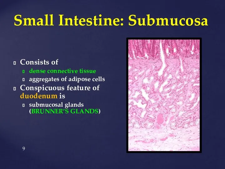 Small Intestine: Submucosa Consists of dense connective tissue aggregates of adipose cells