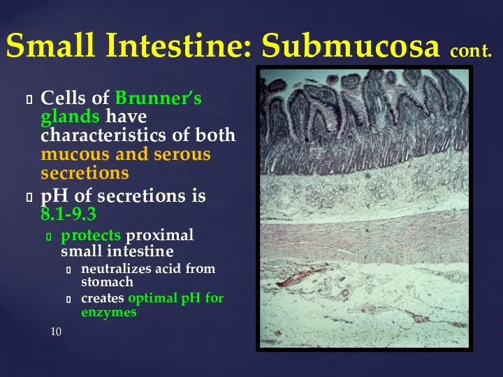 Small Intestine: Submucosa cont. Cells of Brunner’s glands have characteristics of both