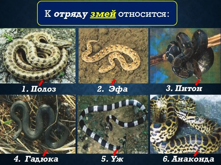 1. Полоз 2. Эфа 3. Питон 4. Гадюка 5. Уж 6. Анаконда К отряду змей относится: