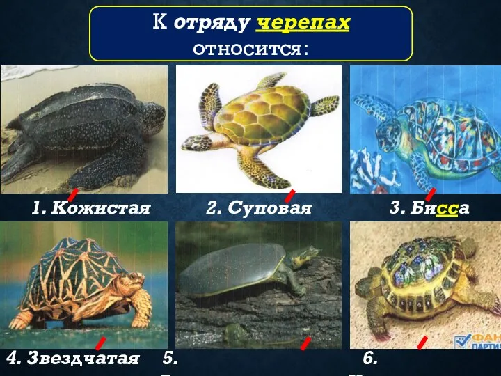 1. Кожистая 2. Суповая 3. Бисса 4. Звездчатая 5. Дальневосточная 6.Украшенная К отряду черепах относится: