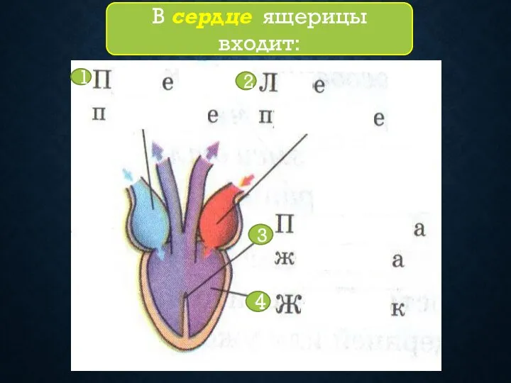 4 3 2 1 В сердце ящерицы входит: