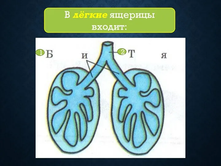 2 1 В лёгкие ящерицы входит: