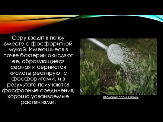 Серу вводят в почву вместе с фосфоритной мукой. Имеющиеся в почве бактерии