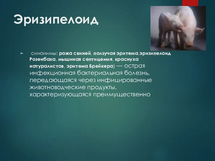 Эризипелоид синонимы: рожа свиней, ползучая эритема,эризипелоид Розенбаха, мышиная септицемия, краснуха натуралистов, эритема