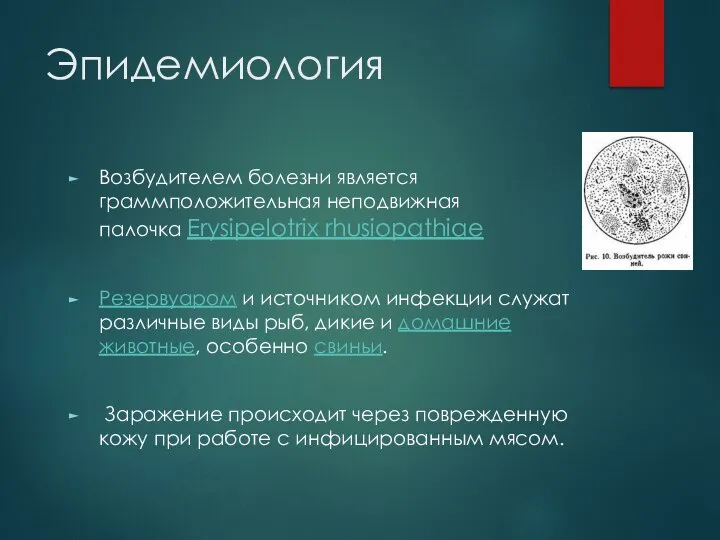 Эпидемиология Возбудителем болезни является граммположительная неподвижная палочка Erysipelotrix rhusiopathiae Резервуаром и источником