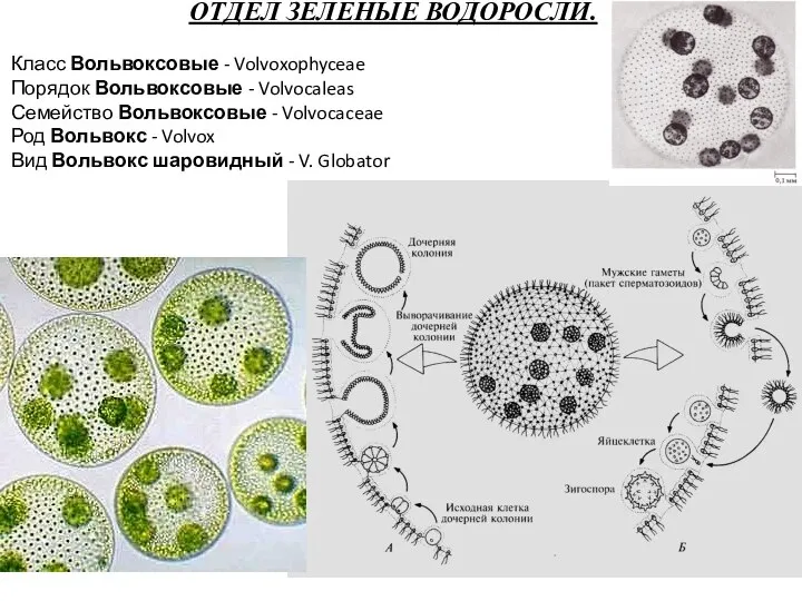 Класс Вольвоксовые - Volvoxophyceae Порядок Вольвоксовые - Volvocaleas Семейство Вольвоксовые - Volvocaceae