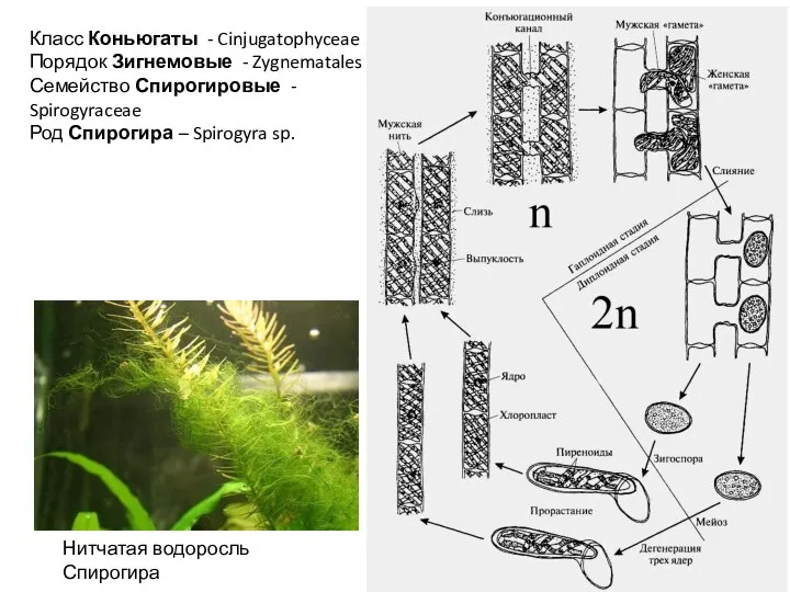 Класс Коньюгаты - Cinjugatophyceae Порядок Зигнемовые - Zygnematales Семейство Спирогировые - Spirogyraceae