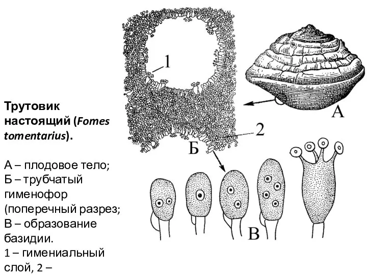 Трутовик настоящий (Fomes tomentarius). А – плодовое тело; Б – трубчатый гименофор
