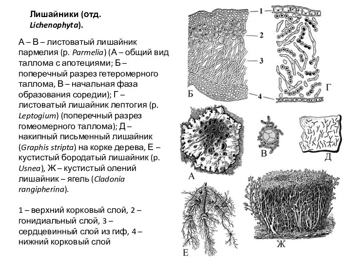 Лишайники (отд. Lichenophyta). А – В – листоватый лишайник пармелия (р. Parmelia)
