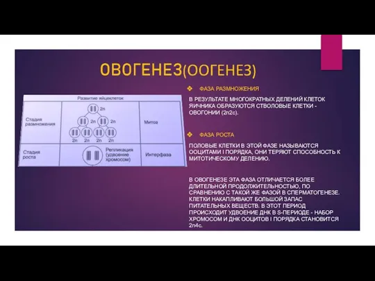 ФАЗА РАЗМНОЖЕНИЯ В РЕЗУЛЬТАТЕ МНОГОКРАТНЫХ ДЕЛЕНИЙ КЛЕТОК ЯИЧНИКА ОБРАЗУЮТСЯ СТВОЛОВЫЕ КЛЕТКИ -