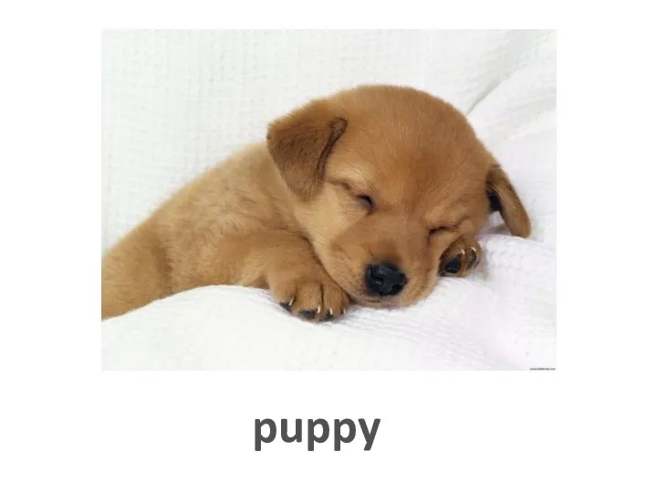 puppy