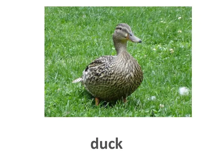 duck