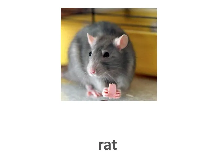 rat