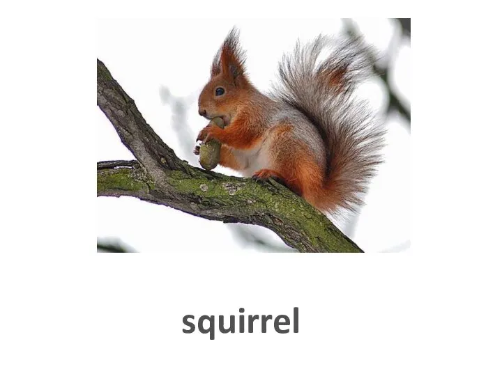 squirrel