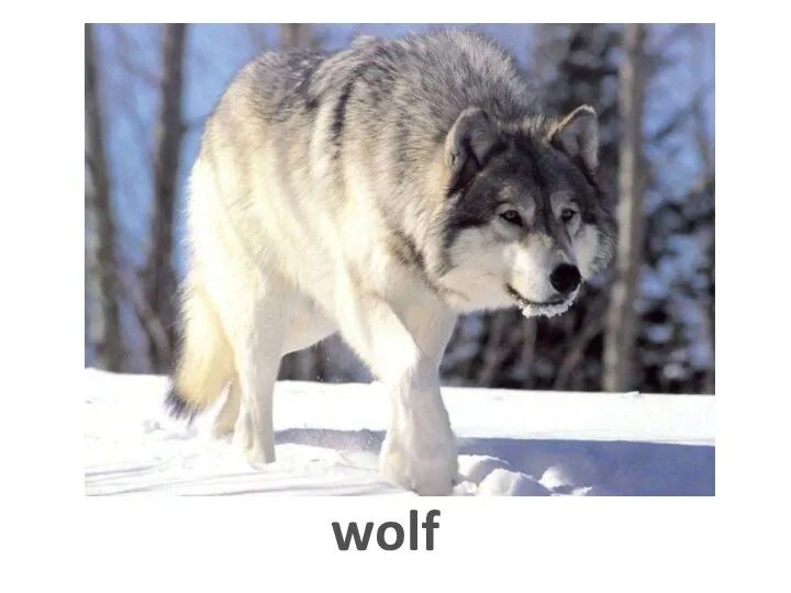 wolf